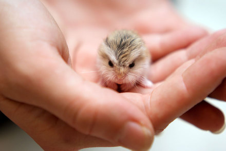 点击大图看下一张：一组小小可爱的仓鼠图片