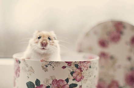 点击大图看下一张：一组小小可爱的仓鼠图片