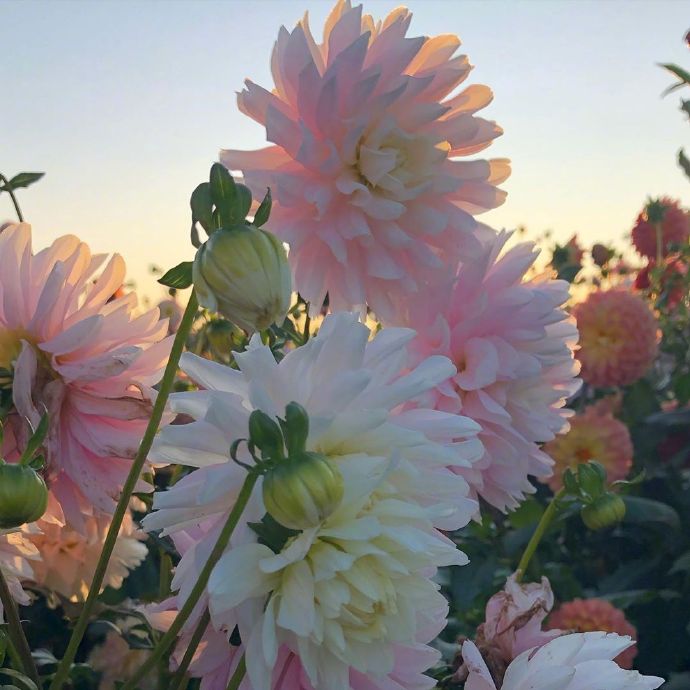 点击大图看下一张：晨间花田里的芍药花图片