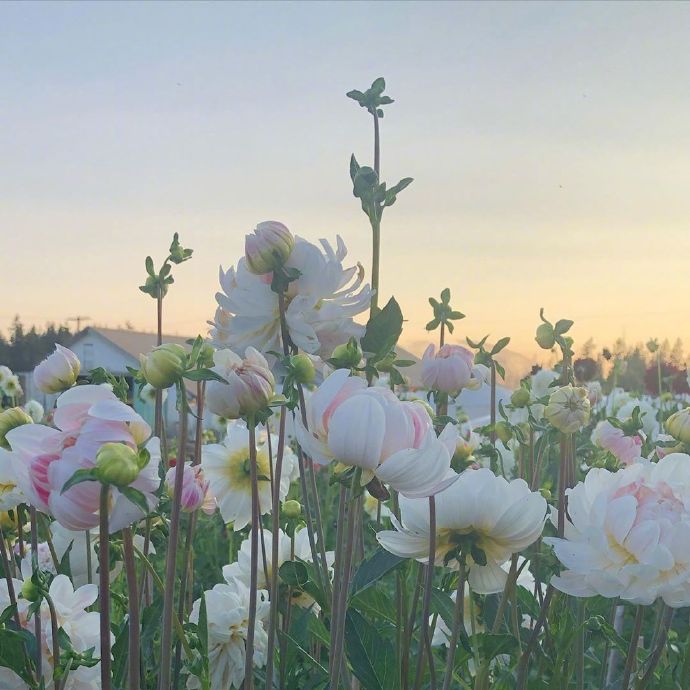 点击大图看下一张：晨间花田里的芍药花图片