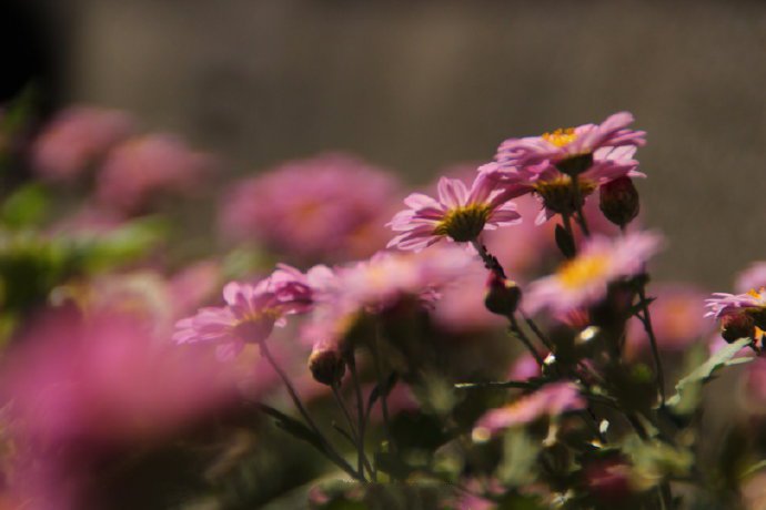 点击大图看下一张：一组漂亮的雏菊花图片