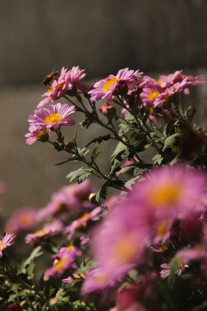 点击大图看下一张：一组漂亮的雏菊花图片