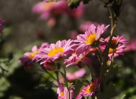 一组漂亮的雏菊花图片