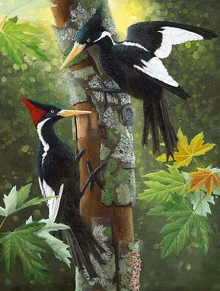 点击大图看下一张：森林卫士——啄木鸟图片