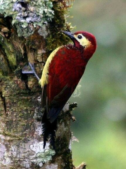 点击大图看下一张：森林卫士——啄木鸟图片