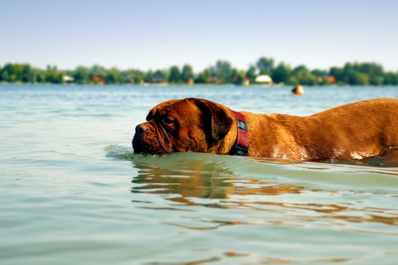 点击大图看下一张：水中嬉戏玩耍的波尔多犬图片
