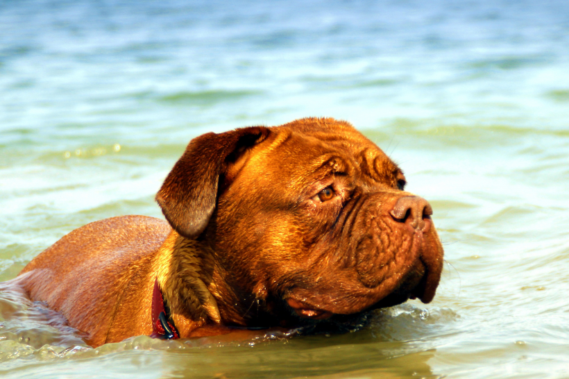 点击大图看下一张：水中嬉戏玩耍的波尔多犬图片