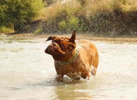 水中嬉戏玩耍的波尔多犬图片