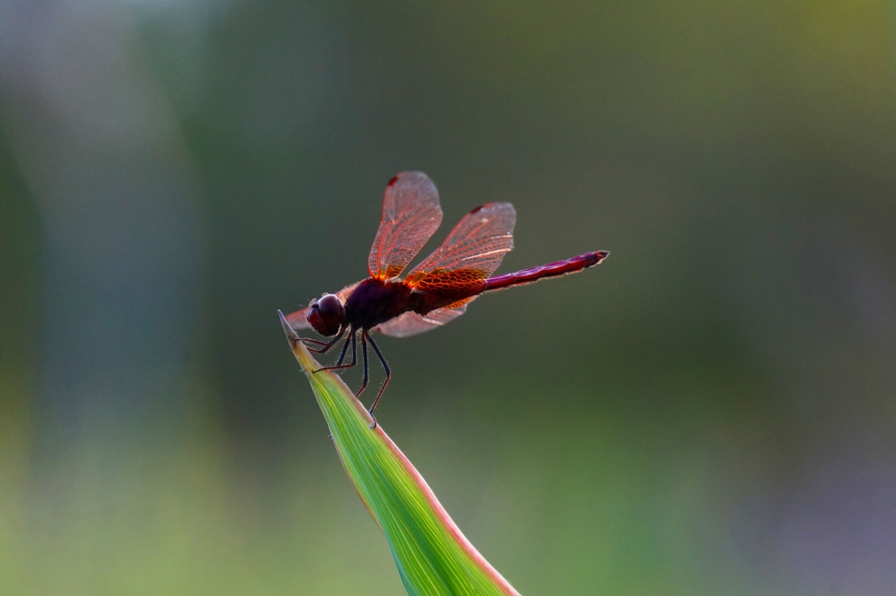 点击大图看下一张：夕阳下的红蜻蜓图片