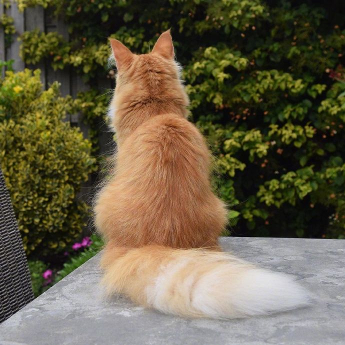 点击大图看下一张：一组橘色的缅因猫图片