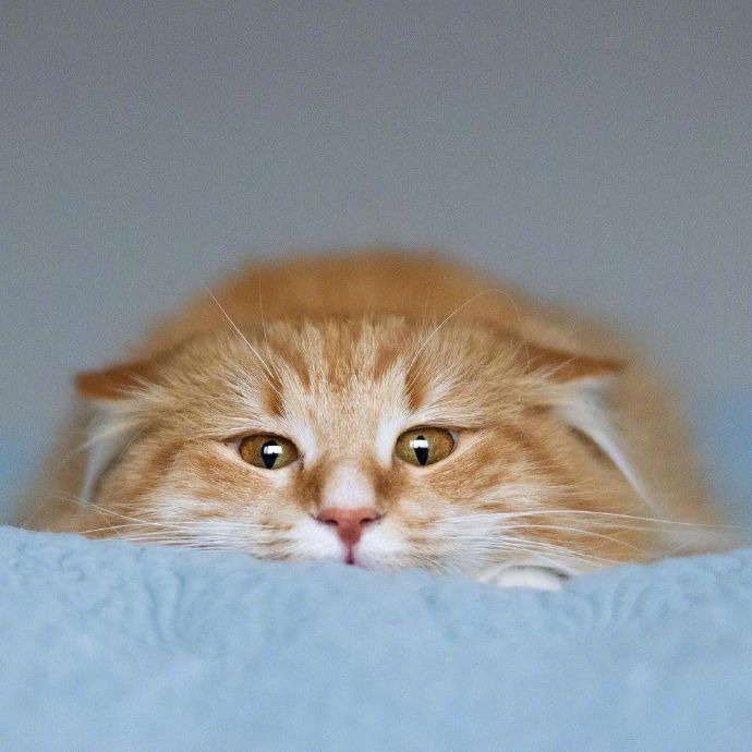 点击大图看下一张：一组橘色的缅因猫图片