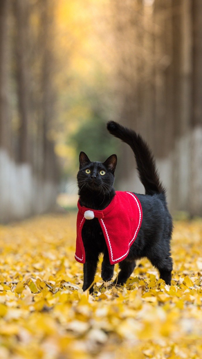 点击大图看下一张：一组威武霸气的黑猫图片