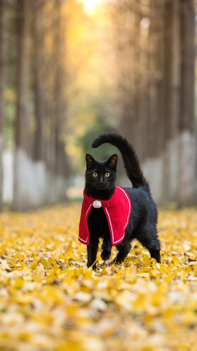 点击大图看下一张：一组威武霸气的黑猫图片