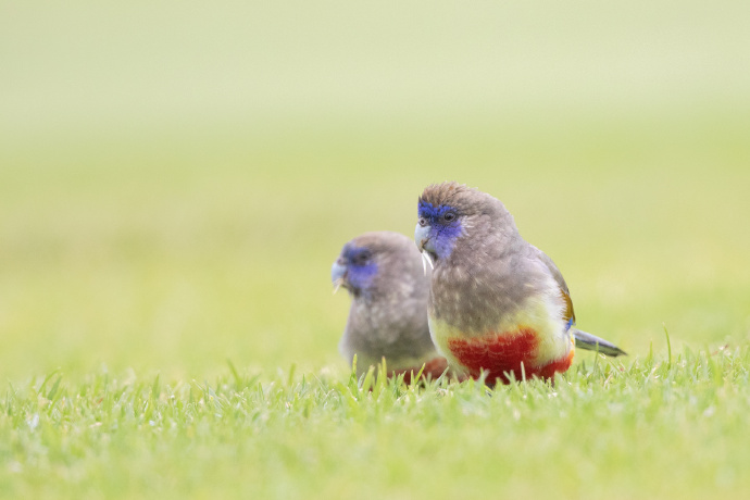 点击大图看下一张：一组美丽的蓝帽鹦鹉图片