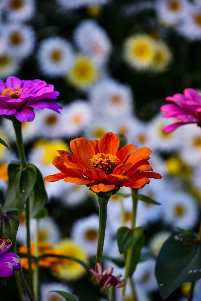 点击大图看下一张：一组缤纷美丽的百日菊