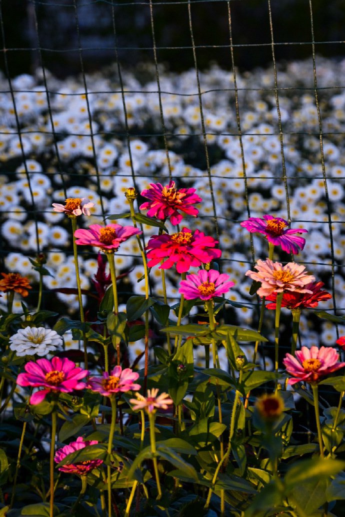 点击大图看下一张：一组缤纷美丽的百日菊