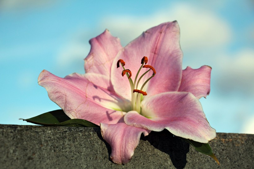 点击大图看下一张：优雅芳香的百合花图片