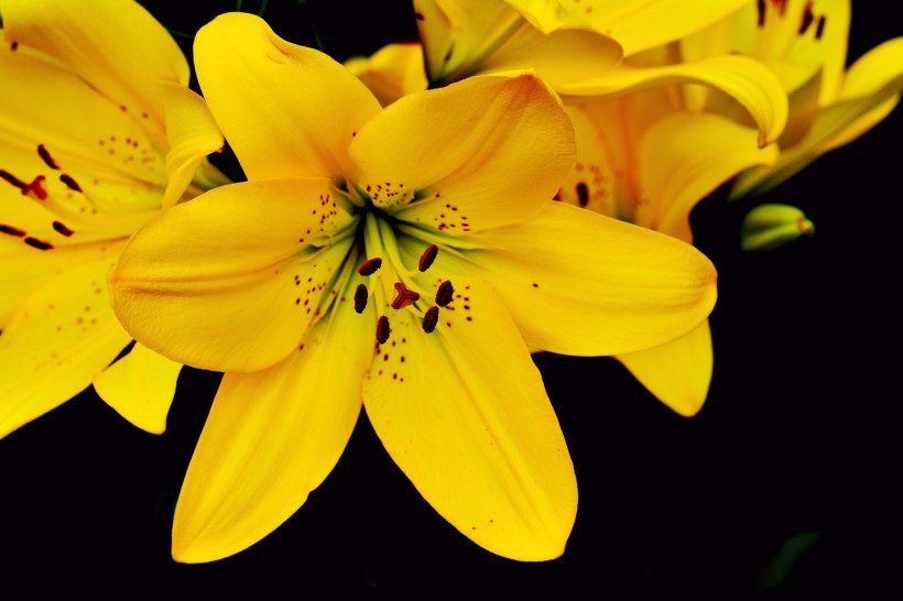 点击大图看下一张：优雅芳香的百合花图片