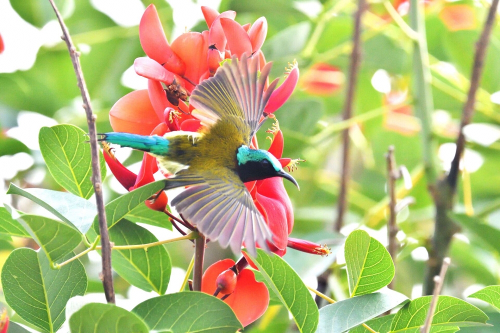 点击大图看下一张：鸡冠刺桐花上的叉尾太阳鸟