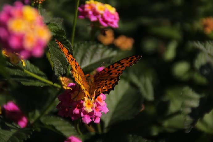 点击大图看下一张：花丛上的蝴蝶图片