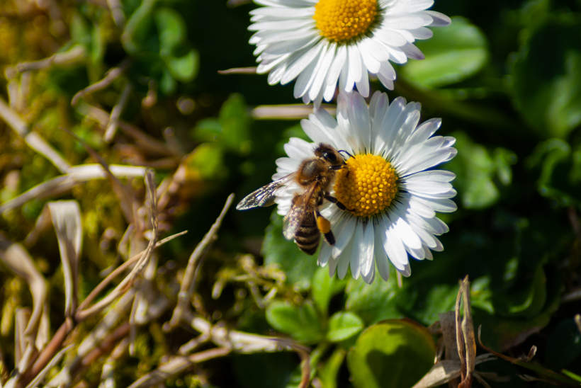 点击大图看下一张：一组采蜜的蜜蜂图片