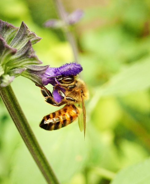 点击大图看下一张：一组采蜜的蜜蜂图片