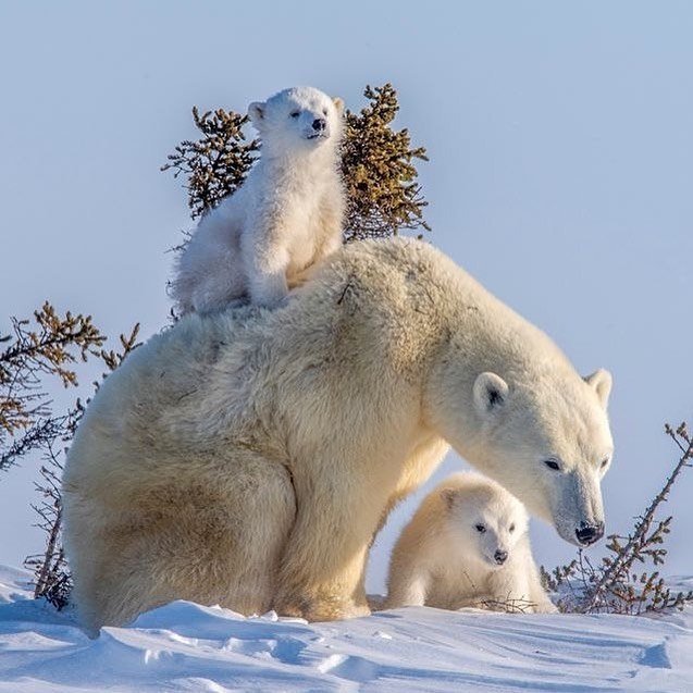 点击大图看下一张：一组憨态可掬的北极熊图片