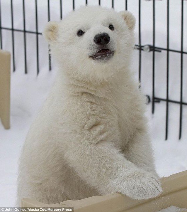 点击大图看下一张：一组憨态可掬的北极熊图片