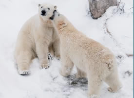 一组憨态可掬的北极熊图片