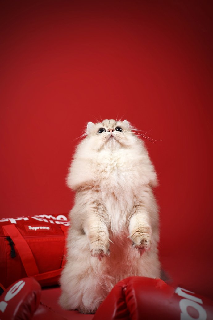 点击大图看下一张：一组漂亮的波斯猫摄影图片