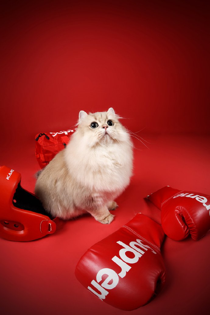 点击大图看下一张：一组漂亮的波斯猫摄影图片