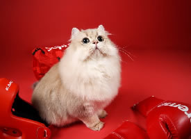 一组漂亮的波斯猫摄影图片