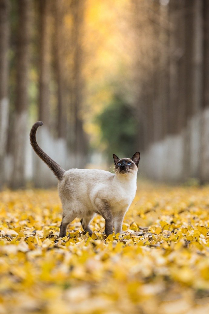 点击大图看下一张：银杏树下的暹罗猫摄影图片