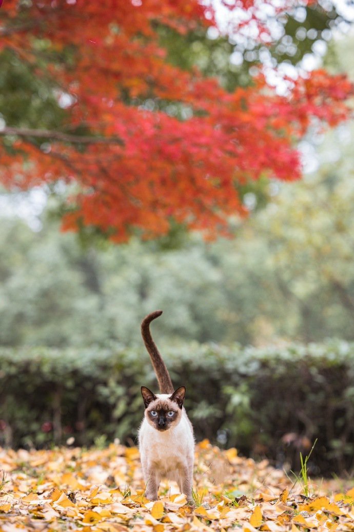 点击大图看下一张：银杏树下的暹罗猫摄影图片