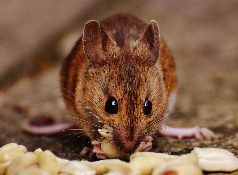 点击大图看下一张：喜欢吃东西的老鼠图片
