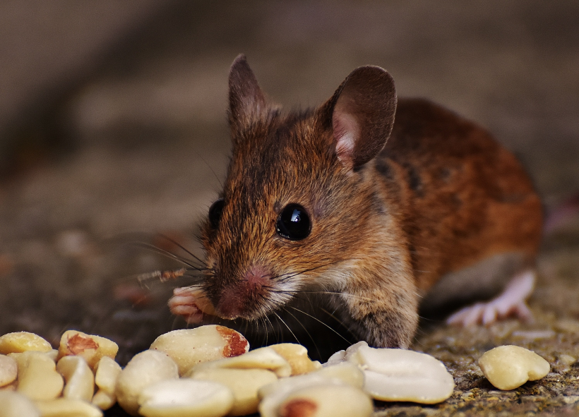 点击大图看下一张：喜欢吃东西的老鼠图片