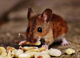 喜欢吃东西的老鼠图片