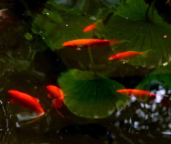 点击大图看下一张：碧荷水中映，红鱼叶上游