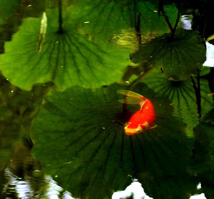 点击大图看下一张：碧荷水中映，红鱼叶上游