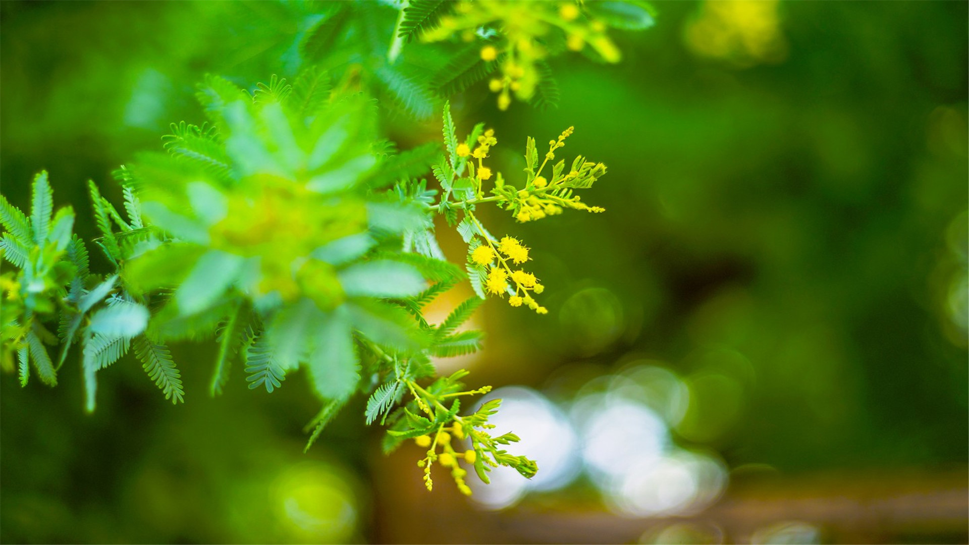 点击大图看下一张：绿色护眼植物高清桌面壁纸