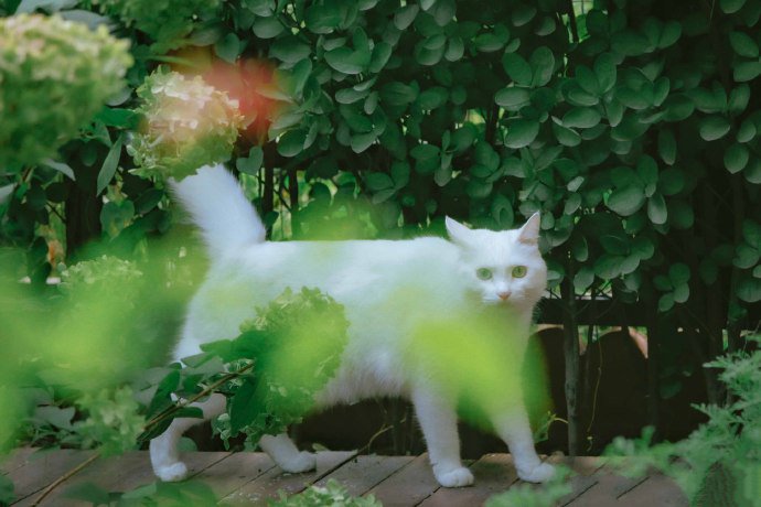 点击大图看下一张：一群在花园里玩耍的猫咪图片