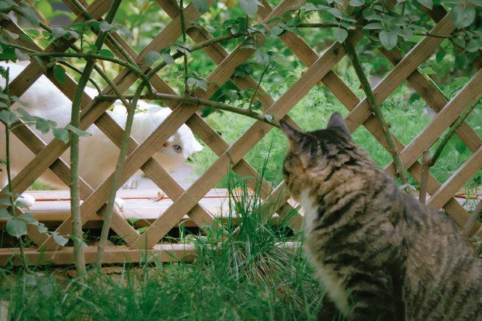 点击大图看下一张：一群在花园里玩耍的猫咪图片