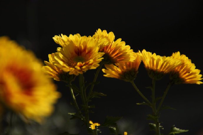 点击大图看下一张：一组黄色的菊花图片