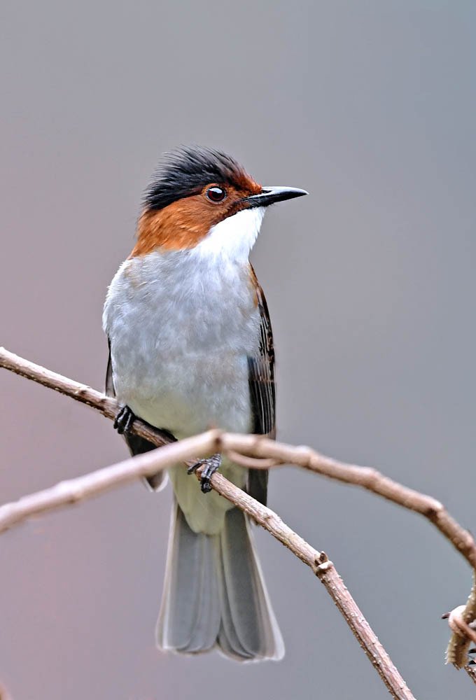 点击大图看下一张：青田的冬季常见鸟类图片