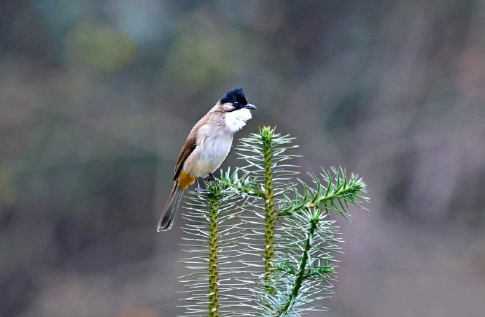 点击大图看下一张：青田的冬季常见鸟类图片