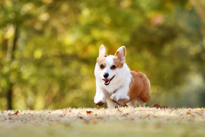 点击大图看下一张：一只超爱笑的柯基犬图片