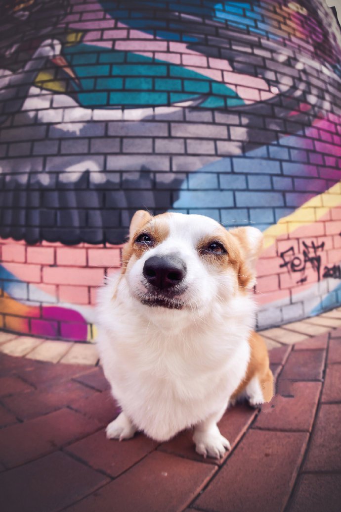点击大图看下一张：一只超爱笑的柯基犬图片