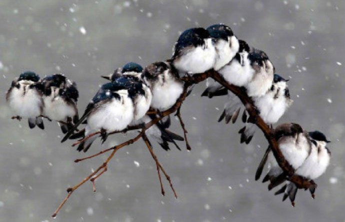 点击大图看下一张：一组相互取暖的萌鸟图片