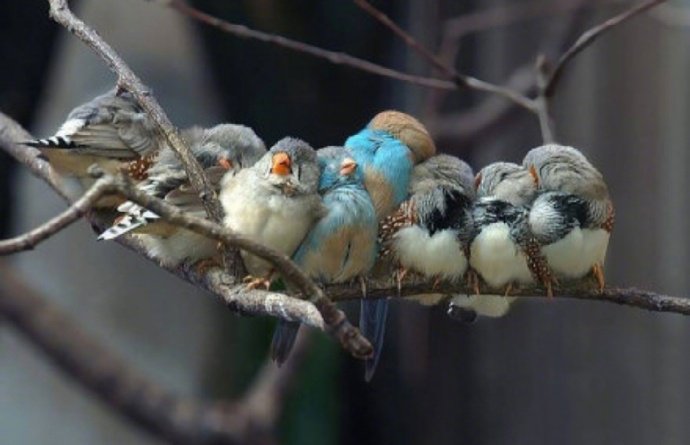 点击大图看下一张：一组相互取暖的萌鸟图片