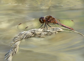 喜欢在河边飞行的蜻蜓图片